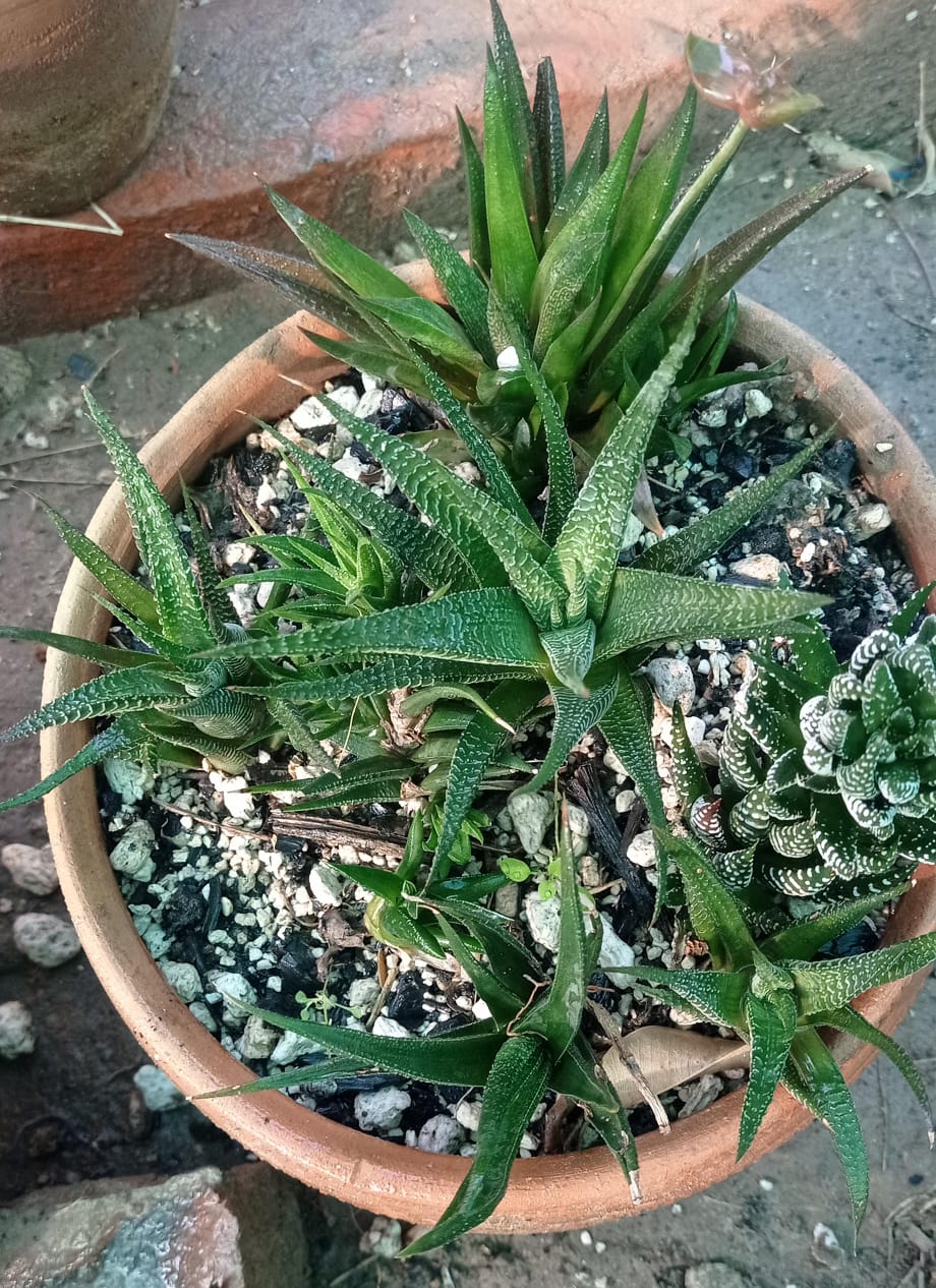 Haworthia